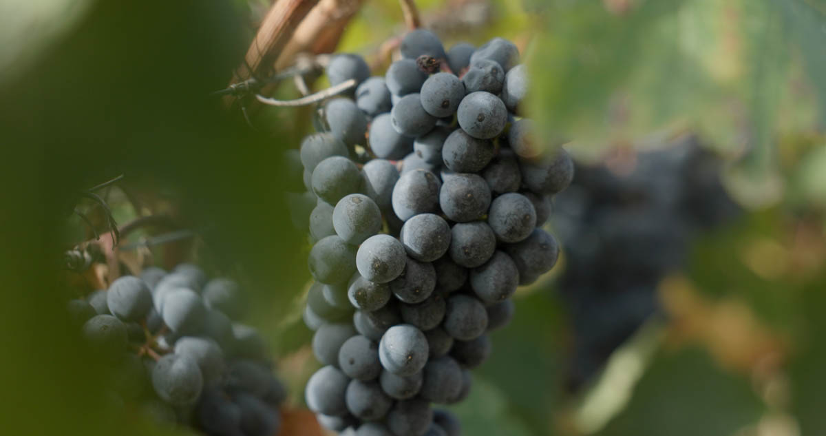 Vendemmia Graziano_1.109.1