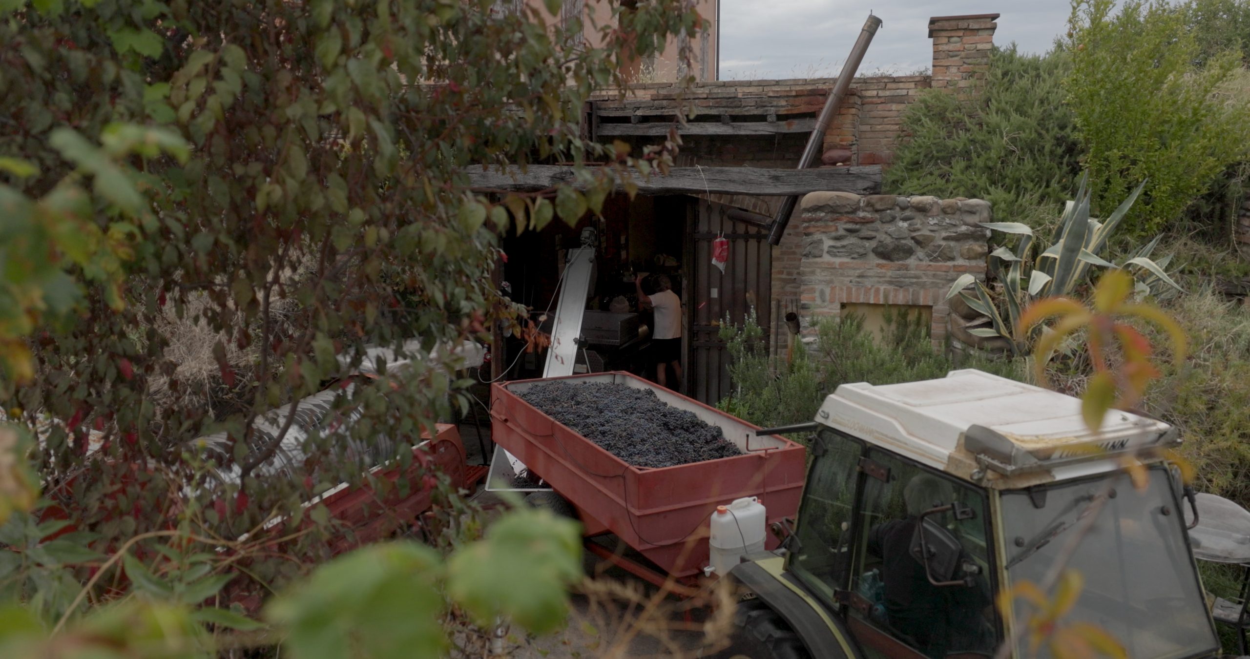 Vendemmia Graziano_1.113.1